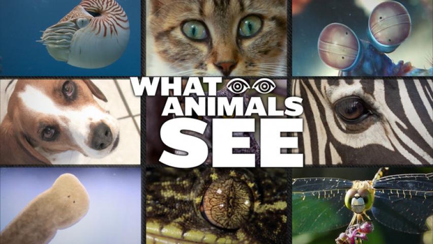 مشاهدة فيلم What Animals See 2018 مترجم